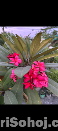 লাল কাঠ গোলা পের চারা